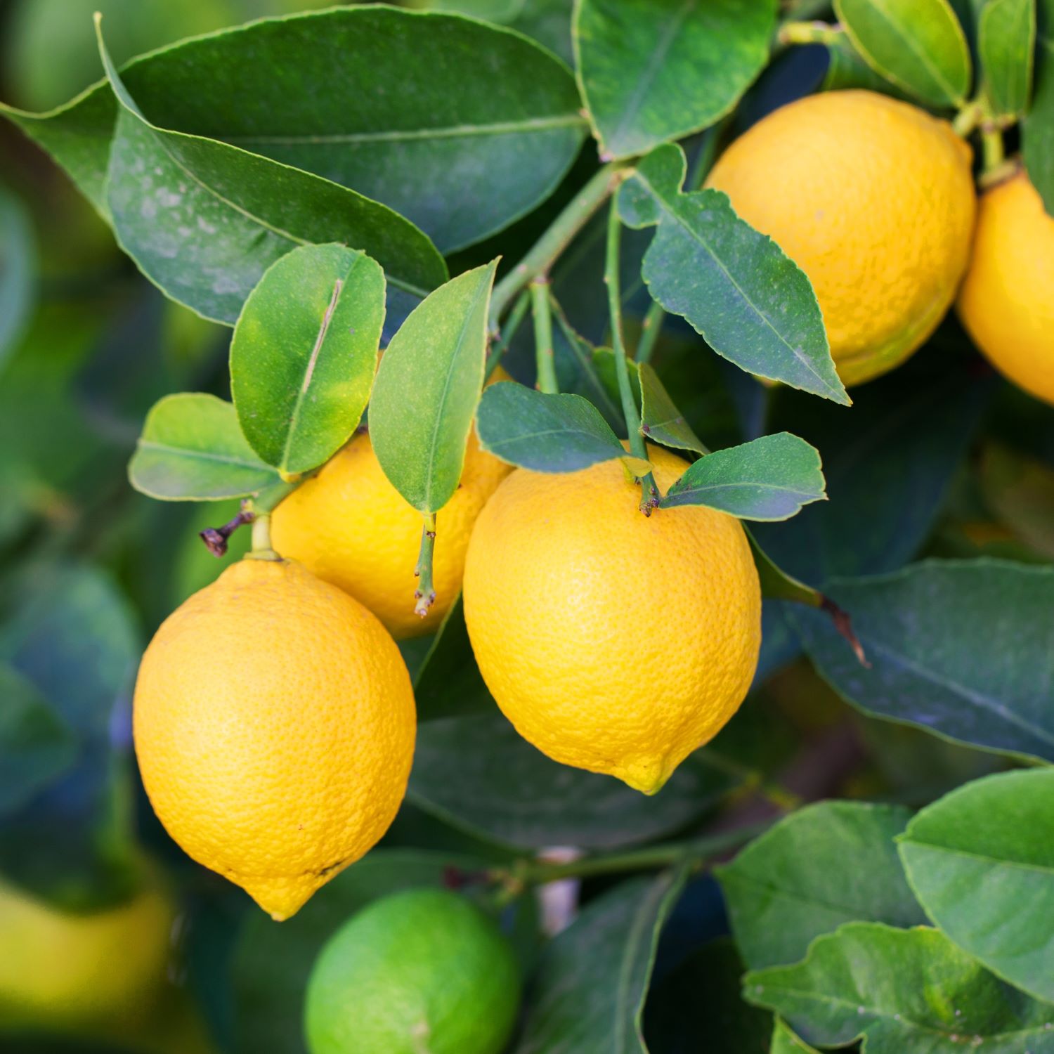 citrus buying guide, organic vs regular citrus