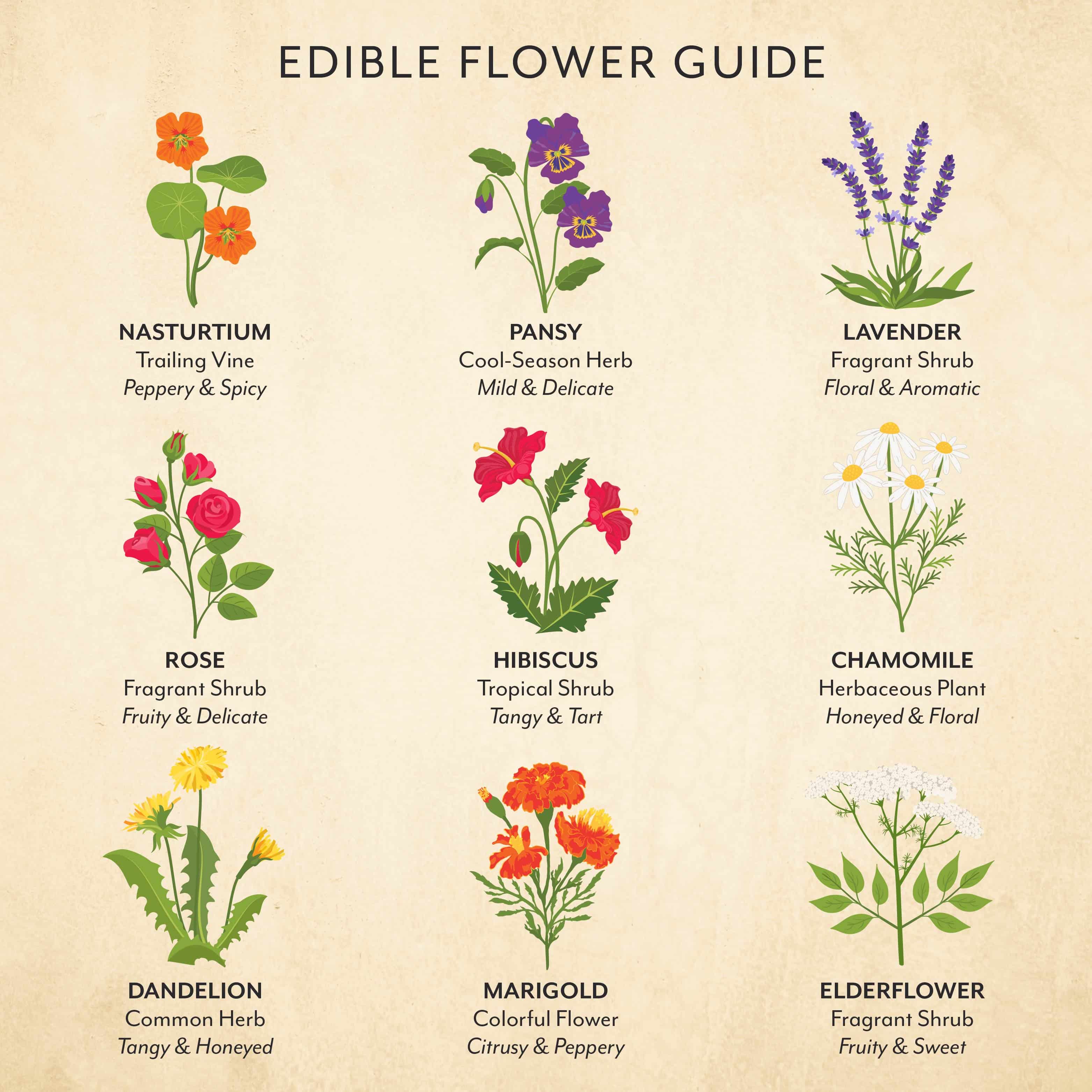 edible flower guide, what are edible flowers, what flowers are edible
