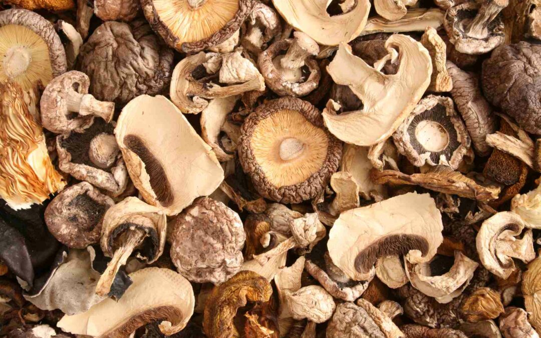 Edible Mushrooms 101: A Comprehensive Guide