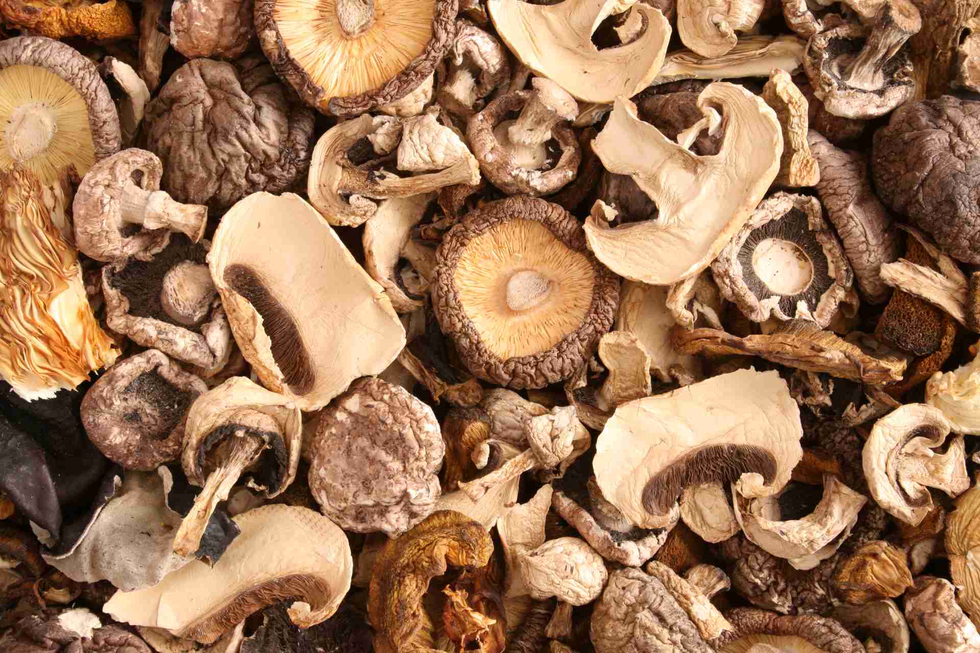 Edible Mushrooms 101: A Comprehensive Guide