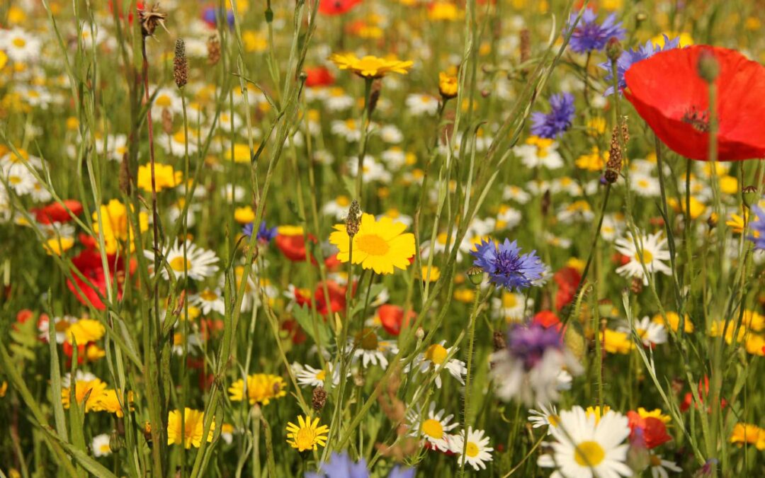 What Is Urban Foraging?